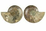 Cut & Polished, Agatized Ammonite Fossil - Crystal Pockets #256197-1
